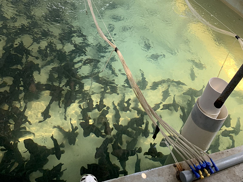 灰色水性養(yǎng)殖漆